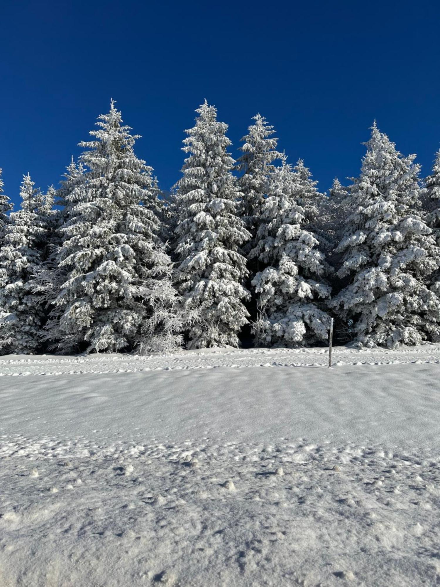 Bollenlodge - Ferienwohnung Mit Ausblick Und Top Lage Todtnau Exteriör bild